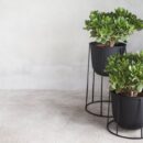 The Impact of Branded Plant Containers on Business Growth